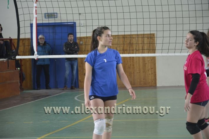 volley _1ogel-kassandra126